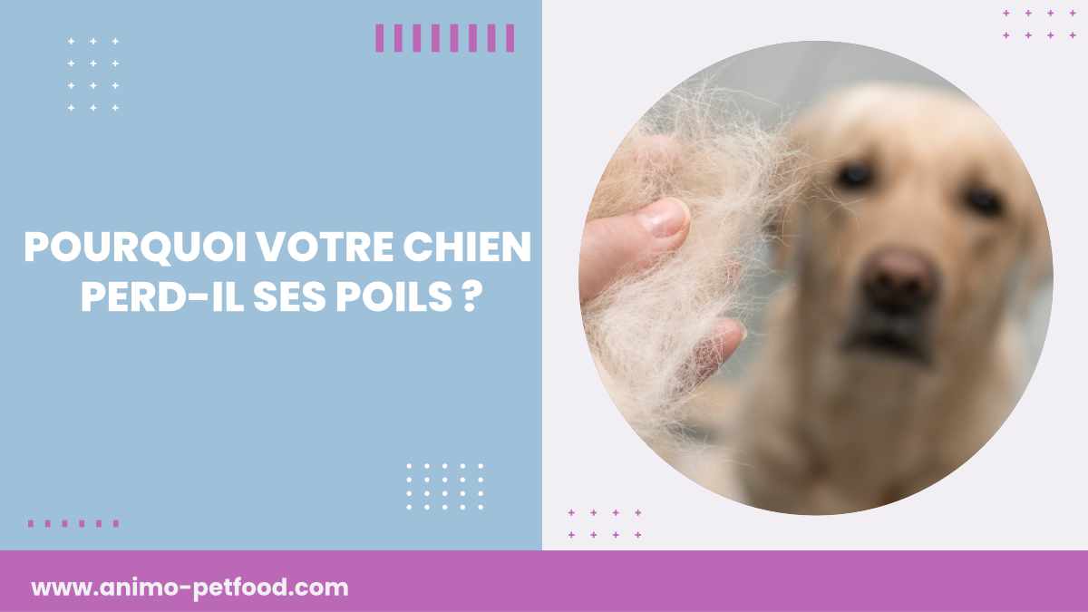 perte-de-poils-chez-les-chiens